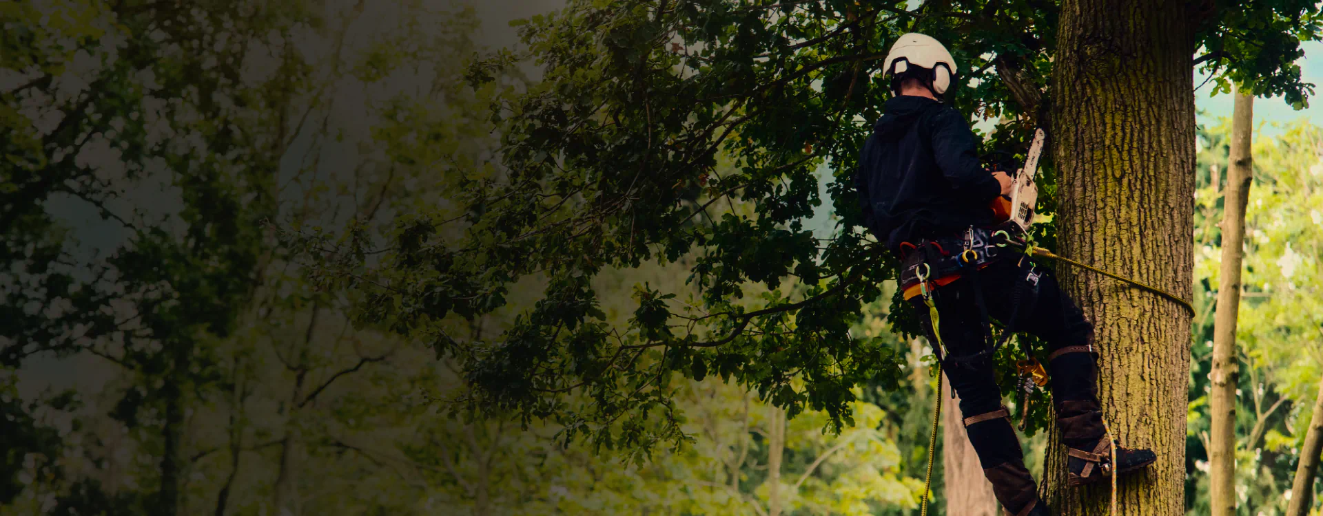 arborist climbing a tree for tree trimming service