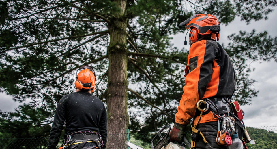 tree experts examining a tree