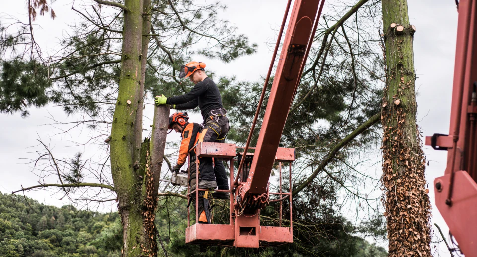 tree trimming